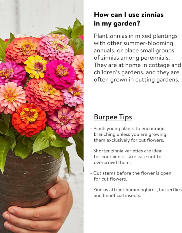 Cut & Come Again Zinnia Seeds 175 Seeds - Image 4