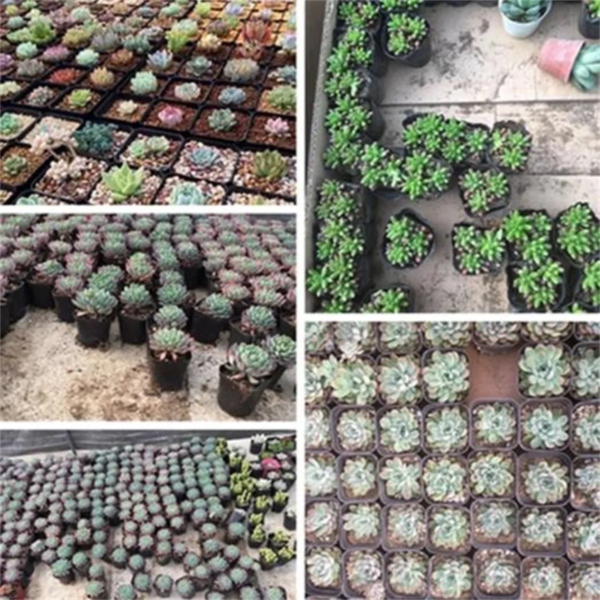 Plastic Nursery Pots, 2'' Plastic Square Flower Seeds Planter Pot, Small Starter Container for Starting Seedlings or Succulents, Black,50Pcs - Image 4