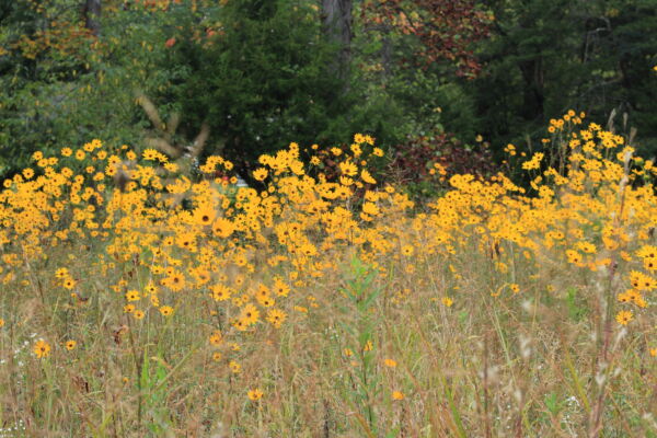 100 Swamp Sunflower Plant Seeds, Attracts Bees and Butterflies - Image 8