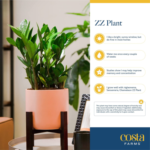 ZZ Plant, Live Indoor Houseplant in Modern Decor Planter, Natural Air Purifier in Potting Soil, Gift for Plant Lovers, Birthday Gift, Tabletop Living Room Decor, Desk Decor, 12-Inches Tall - Image 7