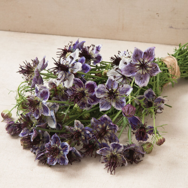 Flower Seeds - Non GMO -Variety Packs -Fresh -USA Grown Seeds - Image 97