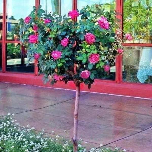 - Pink Knock Out Rose Tree, 2-3 Ft. - No Shipping to AZ - Image 6