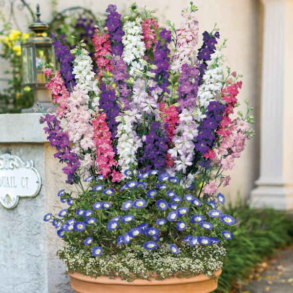 Early Blooming Flower Garden Starter Garden Flower Seed Collection, 1-Pack - Image 3