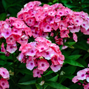 100 Brilliant Phlox Flower Seeds, Two-Tone Pink Phlox Drummondii