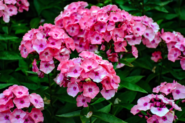 100 Brilliant Phlox Flower Seeds, Two-Tone Pink Phlox Drummondii