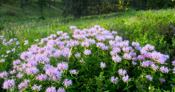 Wild Bergamot Seeds, Monarda, Bee Balm, Attracts Butterflies & Bees, FREE SHIP - Image 2