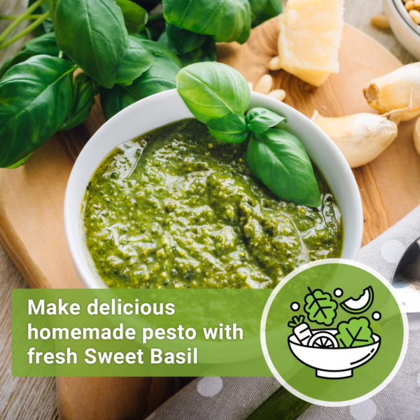 - Genovese Sweet Basil Seed for Planting - Non-Gmo Heirloom Packet with Instructions to Plant and Grow a Kitchen Herb Garden - Indoors or Outdoor - Great for Hydroponic Gardening (1) - Image 5