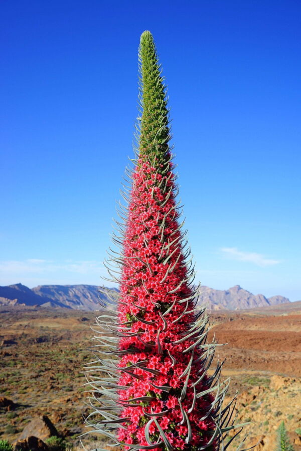 Tower of Jewels 25 Red Bugloss Flower Seeds, Maroon and Ruby Red Blooms - Image 10
