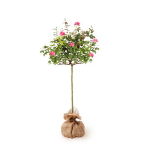- Pink Knock Out Rose Tree, 2-3 Ft. - No Shipping to AZ