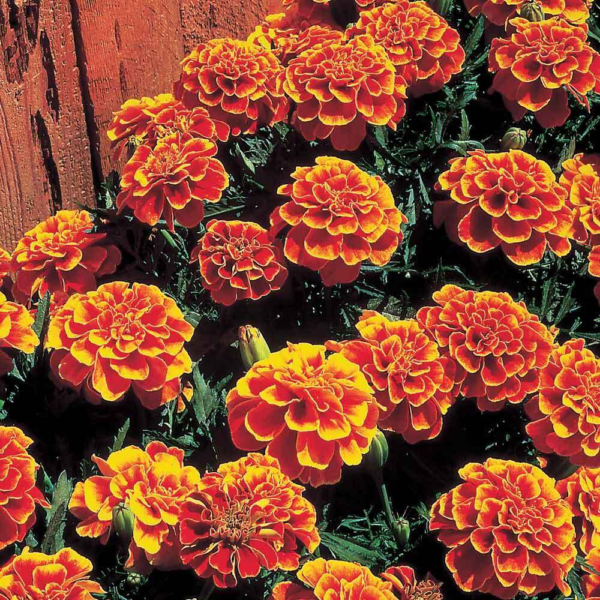 Flower Seeds - Non GMO -Variety Packs -Fresh -USA Grown Seeds - Image 74