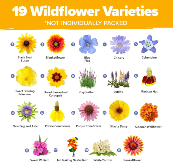 63,200+ Wildflower Seeds Bulk: (4Oz) Perennial Wild Flower Seeds for Planting - Butterfly Garden Seeds for Attracting Birds & Bees - 19 Variety - Image 2