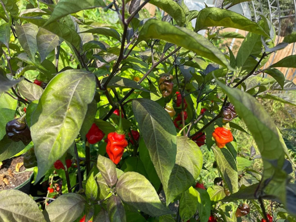 Chile Pepper Plant Seeds, Rare - Image 2