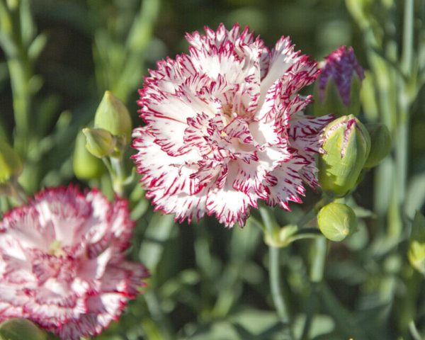Flower Seeds - Non GMO -Variety Packs -Fresh -USA Grown Seeds - Image 59
