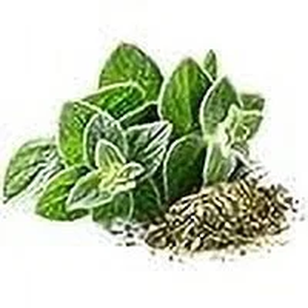 Greek Oregano Herb Seeds, 2500 Heirloom Seeds per Packet, Non GMO Seeds - Image 2