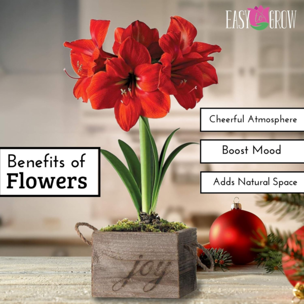 Amaryllis 'Ferrari Red' Plant Bulb (1 Pack) - Red Flowering Blooms for Holiday & Indoor or Outdoor Gardens - Image 5