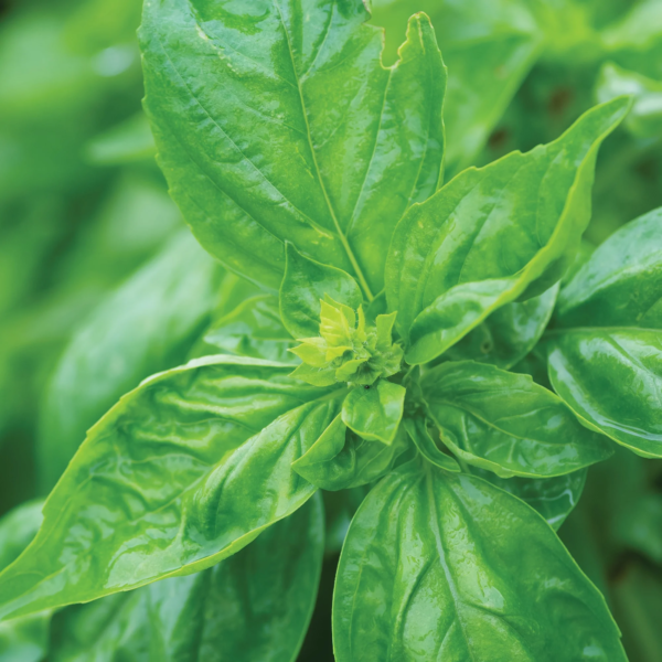 Organic Genovese Basil Herb Seed, 1-Pack - Image 4
