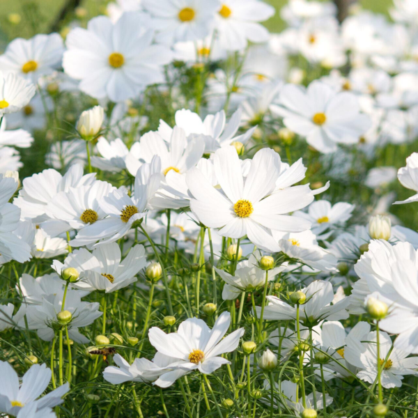 Flower Seeds - Non GMO -Variety Packs -Fresh -USA Grown Seeds - Image 102