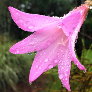 Amaryllis Belladonna Lily Plant Bulbs (3 Pack) - Fragrant Pink Flowering Blooms in Late Summer to Fall Gardens