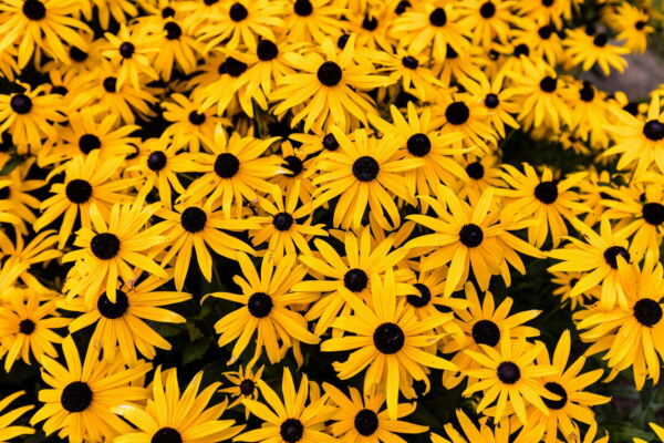2000 BLACK EYED SUSAN Rudbeckia Hirta Yellow Heirloom Native Flower Seeds - Image 4