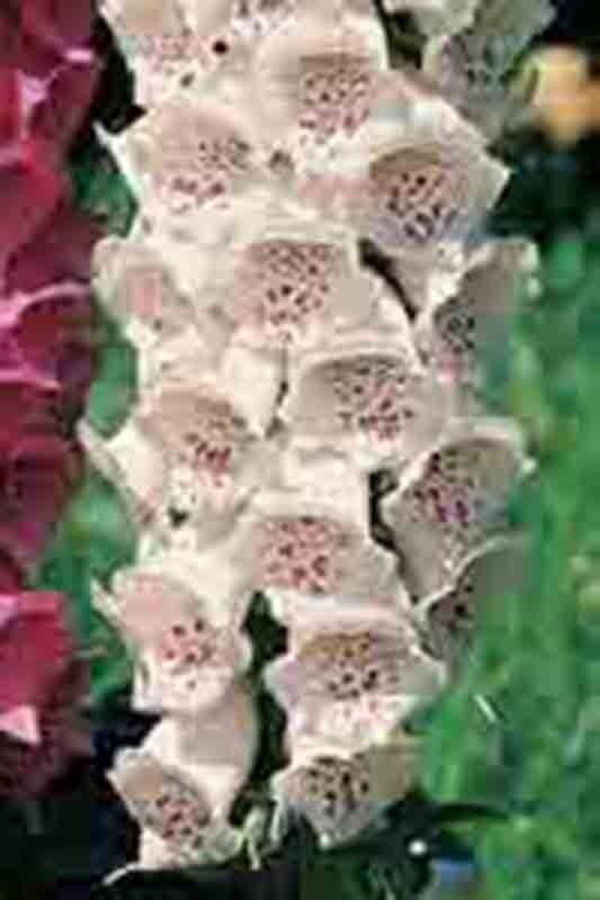 3000+ FOXGLOVE MIX SEEDS SPRING PERENNIAL FLOWERS EXCELSIOR HUMMINGBIRDS USA - Image 6