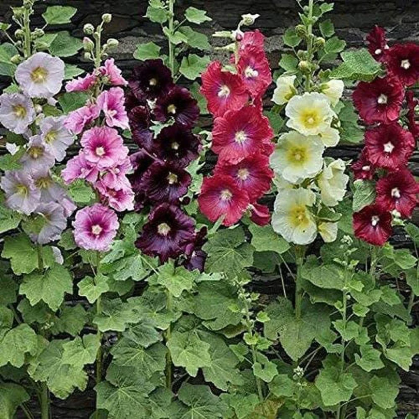 100+ Hollyhock Flower Seeds, Mixed Colors Long Blooming - Image 3