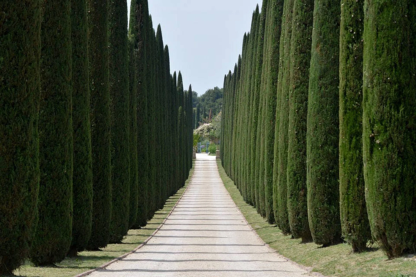 20 MEDITERRANEAN CYPRESS TREE Green Spire / Pencil Pine / Indian Cedar Cupressus Sempervirens Stricta Seeds - Image 2