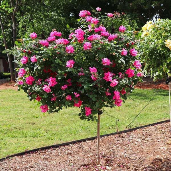 - Pink Knock Out Rose Tree, 2-3 Ft. - No Shipping to AZ - Image 2