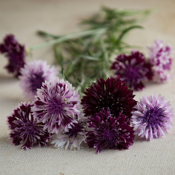 Flower Seeds - Non GMO -Variety Packs -Fresh -USA Grown Seeds - Image 115