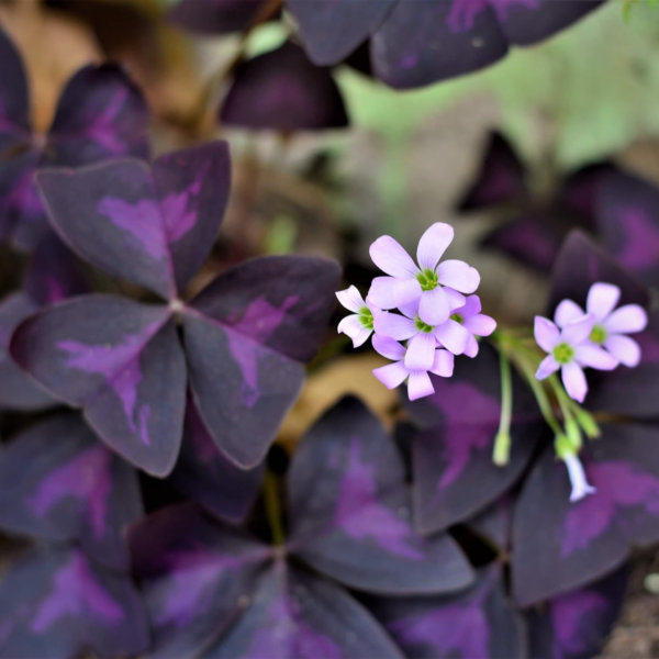 Oxalis Triangularis 'Purple Shamrocks' Plant Bulbs (20 Pack) - Dark Purple Foliage & Light Pink Flowering Blooms for Indoor or Outdoor Gardens - Image 2