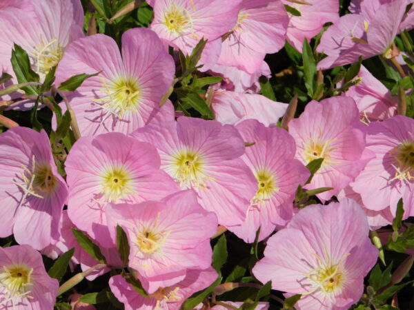 1000 Showy PINK EVENING PRIMROSE (Pink Ladies / Mexican Evening) Oenothera Speciosa Flower Seeds - Image 4