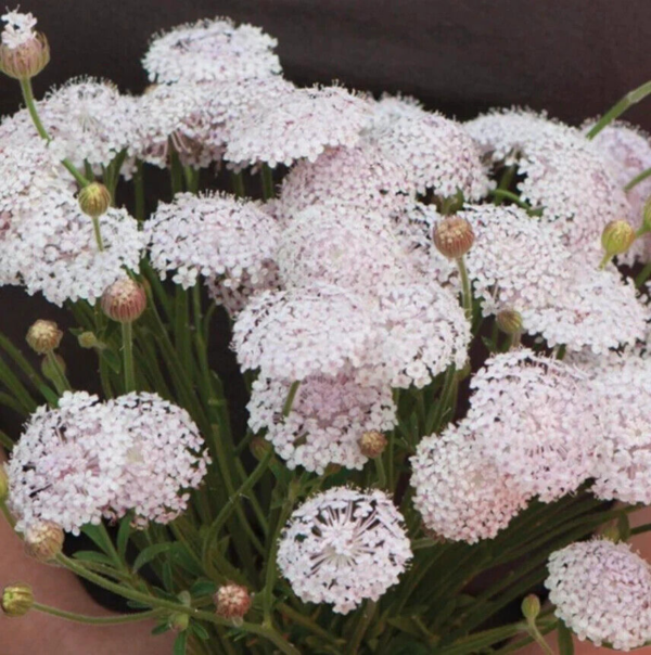 Flower Seeds - Non GMO -Variety Packs -Fresh -USA Grown Seeds - Image 63