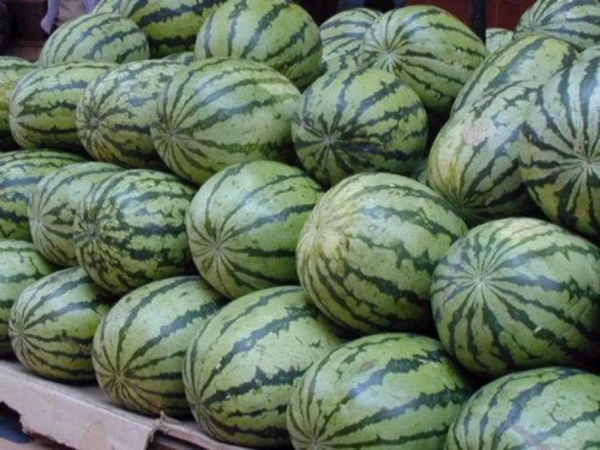 100 * SEEDS * Crimson Sweet Watermelon Citrullus Lanatus Fruit Melon Seeds - Image 5