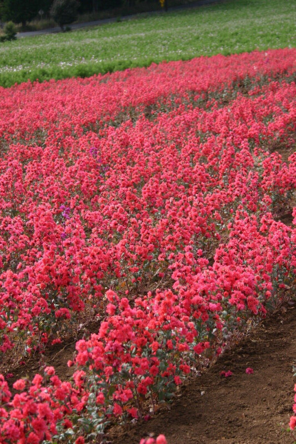Flower Seeds - Non GMO -Variety Packs -Fresh -USA Grown Seeds - Image 44