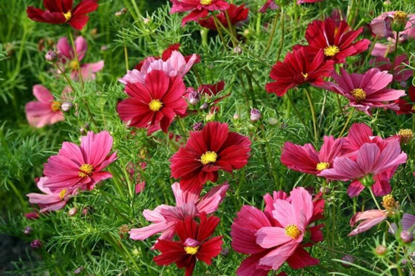 Flower Seeds - Non GMO -Variety Packs -Fresh -USA Grown Seeds - Image 45