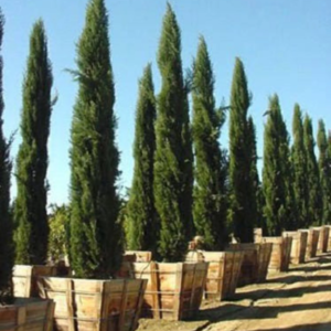 20 MEDITERRANEAN CYPRESS TREE Green Spire / Pencil Pine / Indian Cedar Cupressus Sempervirens Stricta Seeds