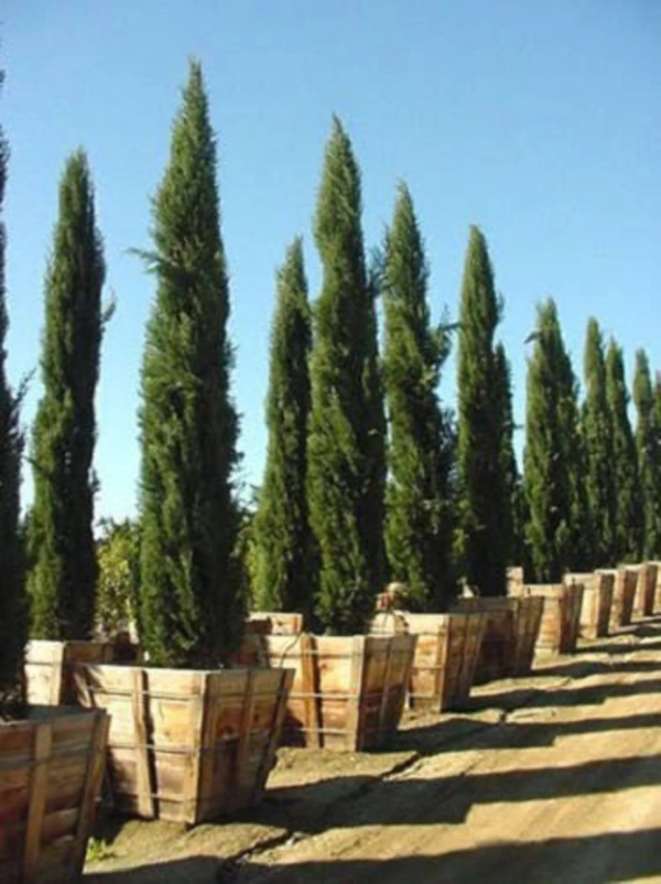 20 MEDITERRANEAN CYPRESS TREE Green Spire / Pencil Pine / Indian Cedar Cupressus Sempervirens Stricta Seeds