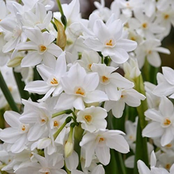 Narcissus Paperwhite 'Inball' Plant Bulbs (10 Pack) - Large Flower Bulbs for Indoor Forcing at Home, Fragrant Holiday Blooms - Image 3