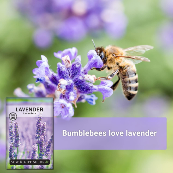 - English Lavender Seeds for Planting - Non-Gmo Heirloom Packet with Instructions to Grow Beautiful Indoor or Outdoor Herb Garden - Attract Pollinators - Perennial Purple Blooms (1) - Image 3