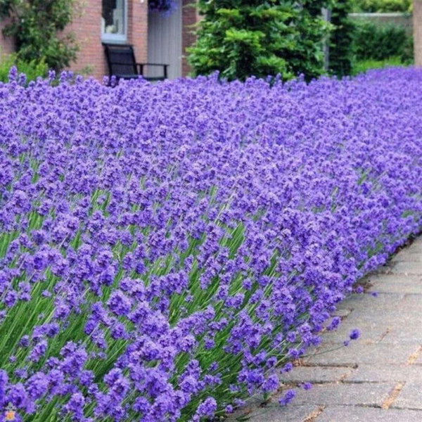 Flower Seeds - Non GMO -Variety Packs -Fresh -USA Grown Seeds - Image 104