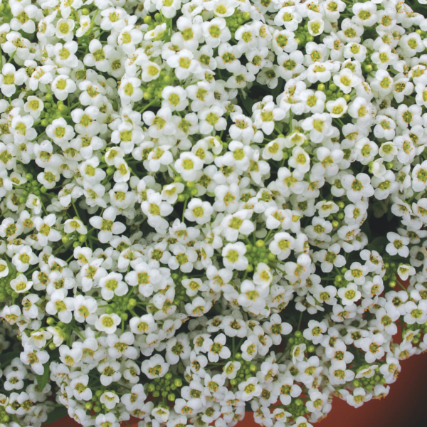 Early Blooming Flower Garden Starter Garden Flower Seed Collection, 1-Pack - Image 4