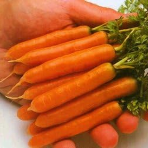 Carrot Little Finger Great Heirloom Vegetable Seeds (40,000 Seeds)
