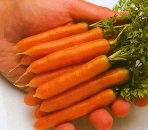Carrot Little Finger Great Heirloom Vegetable Seeds (40,000 Seeds)