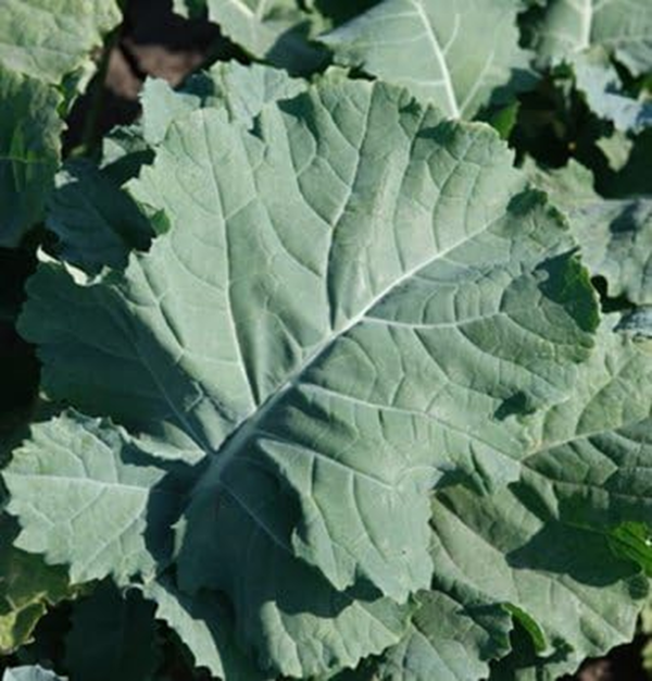 Kale Premier Great Heirloom Vegetable Seeds Bulk 1 Lb Seeds - Image 3