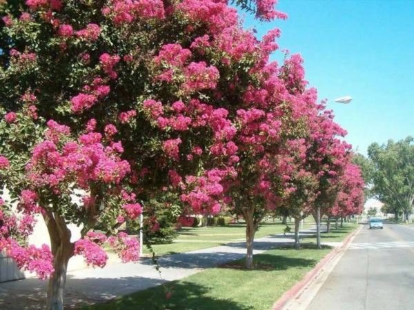 50 Crepe Myrtle/ Crape Myrtle Flower Seed - Image 5
