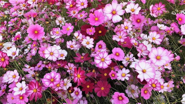 350 Cosmos Sensation Flower Seed, Attracts Bees and Butterflies - Image 2