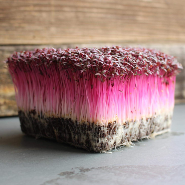 Red Garnet Amaranth Microgreens Seeds - Bulk Seed for Growing Micros, Indoor Gardening, Micro Greens Salad (4 Oz) - Image 2