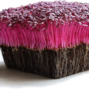 Red Garnet Amaranth Microgreens Seeds - Bulk Seed for Growing Micros, Indoor Gardening, Micro Greens Salad (4 Oz)