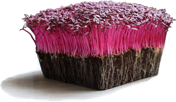 Red Garnet Amaranth Microgreens Seeds - Bulk Seed for Growing Micros, Indoor Gardening, Micro Greens Salad (4 Oz)