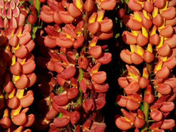 Seedville 75 Russell Lupine Flower Seeds, Mixed Colors & Attracts Pollinators - Image 2