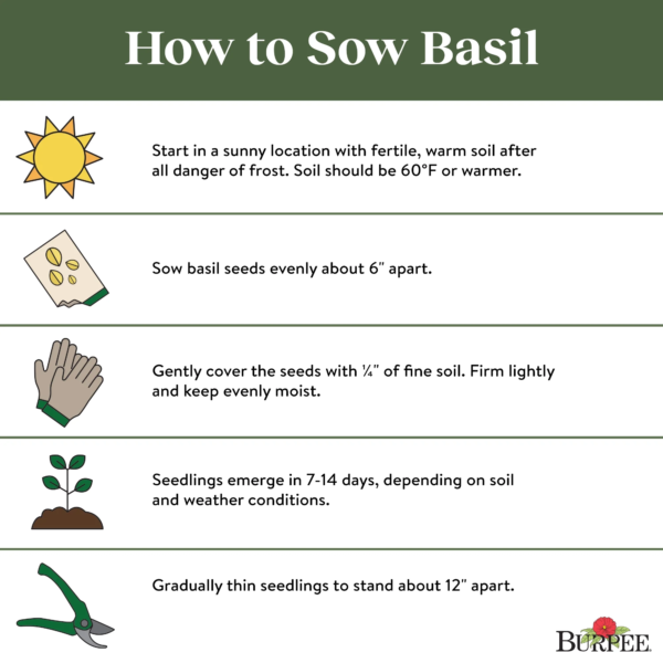 Organic Genovese Basil Herb Seed, 1-Pack - Image 6